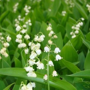 Meet your Posher, Antoinette